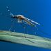 Bill Gates-Linked Vaccine Delivered Through Mosquito Bite Carries Bioengineered Malaria-Causing Parasite