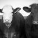 Survival Beef Company CEO: “No Lab-Grown Meat, No mRNA Jabs, and No ‘Beef Crumbles’ Ever”