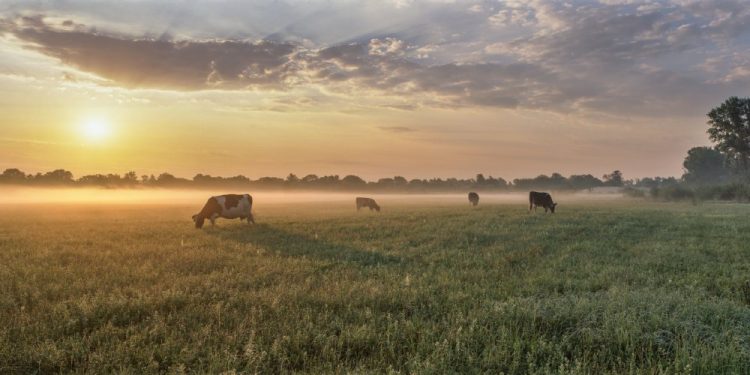 Cows