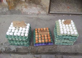 People Start Stockpiling Eggs As Shortages Worsen