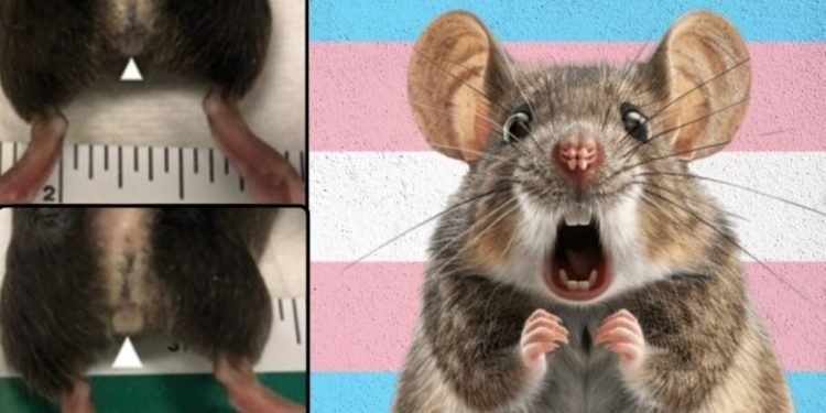 New Details: There Are at Least 15 Active NIH Grants Paying for Transgender Animal Experiments