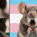 New Details: There Are at Least 15 Active NIH Grants Paying for Transgender Animal Experiments