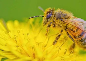 Honeybee