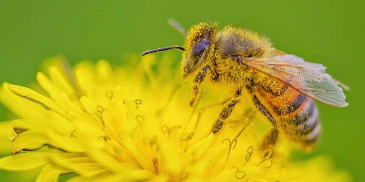 Honeybee
