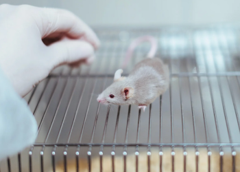 NIH gave 8 universities over $12.5 million to study 'transgender' mice