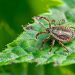 Meat allergy caused by ticks appearing in new parts of the U.S.