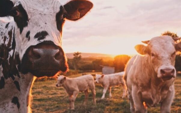 Why Gates and the WEF Attack Cows