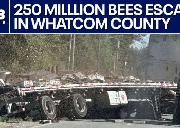 Bees