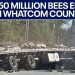 Bees