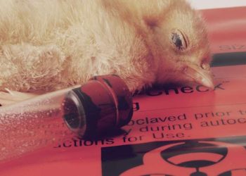 Bird Flu
