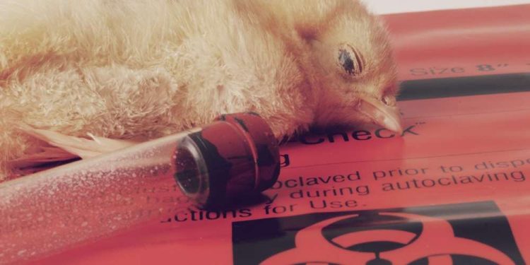 Bird Flu