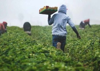 Farmers