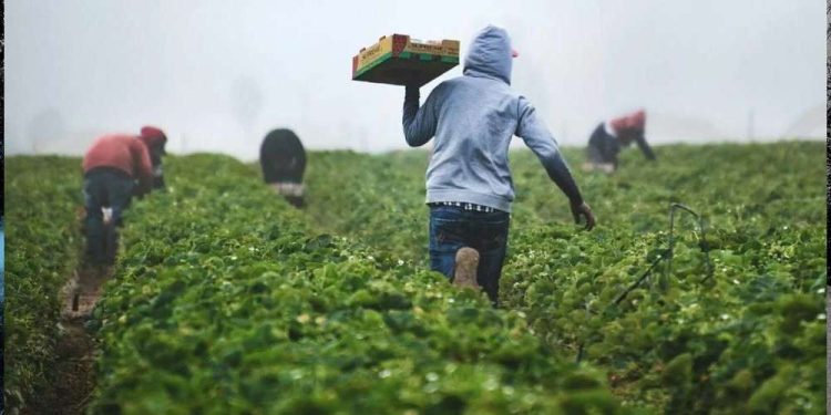 Farmers