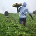 Farmers