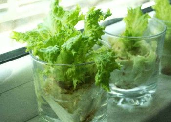 Vegetables