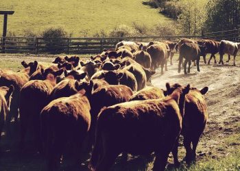 Cattle