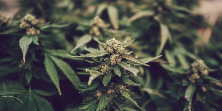 Weed Legalization