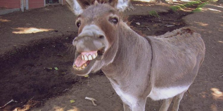 donkey