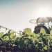 Agriculture