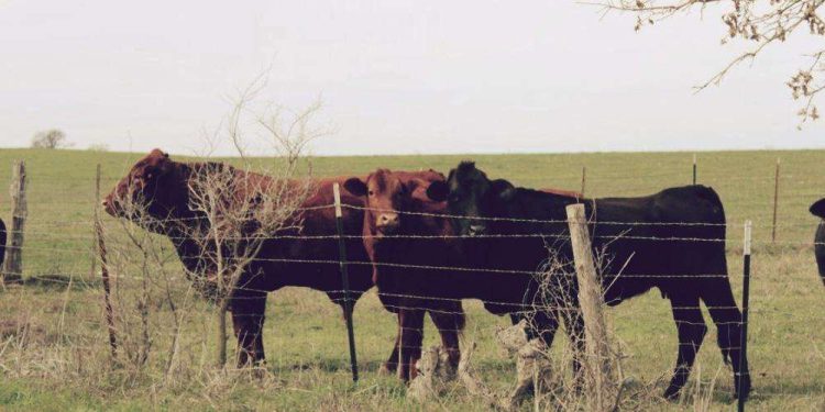 Cows