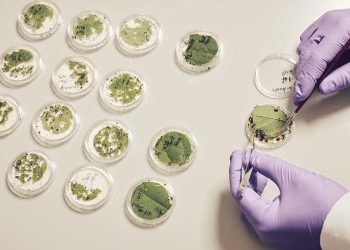 Terrana Biosciences