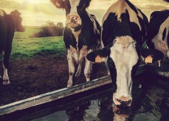 Cows