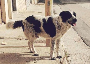Deportation-Dodging Migrant Butchers Beloved Dog ‘Merlin’ to Eat, Douses Another in Boiling Oil