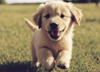 Puppy