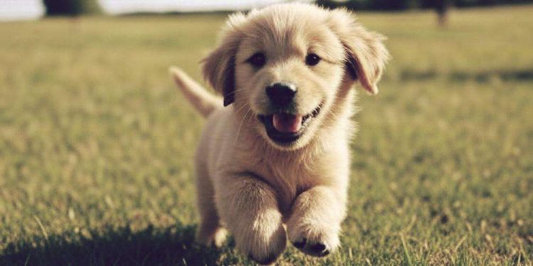 Puppy