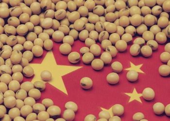 Soybean