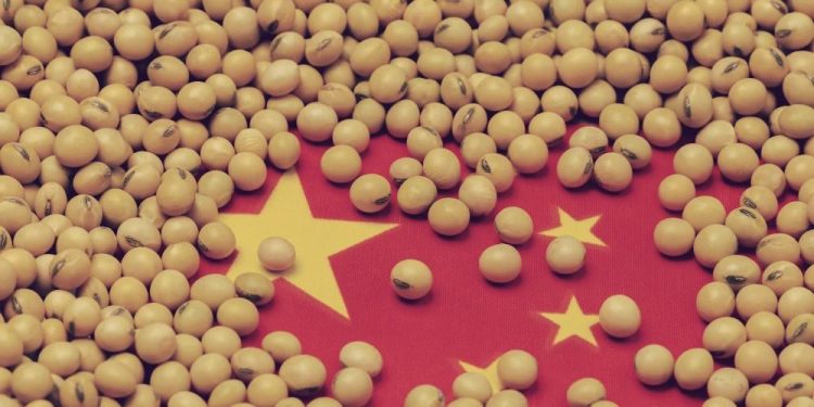 Soybean