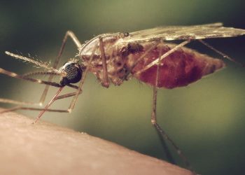 Mosquitoes Malaria