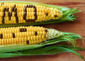 GMO Corn