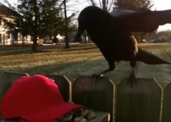 MAGA Hat Crow