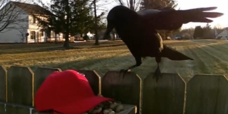 MAGA Hat Crow