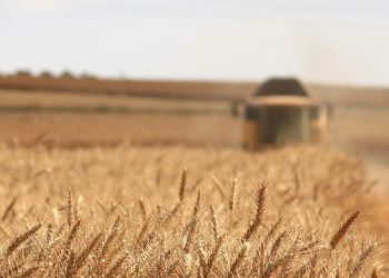 Glyphosate