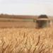 Glyphosate