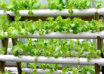 Hydroponic