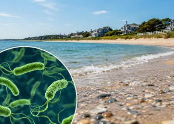 Vibrio vulnificus