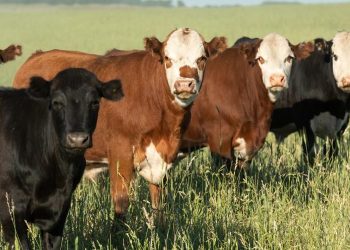 Cattle