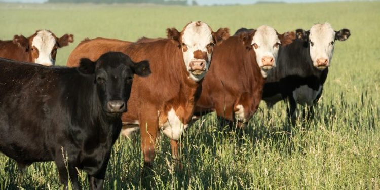 Cattle