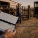Cattle Rustler